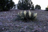 Spanish Bayonet Yucca
